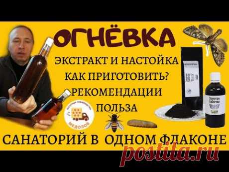 Экстракт ОГНЕВКИ (восковой моли, золотой бабочки). История, польза, рекомендации. Готовим настойку