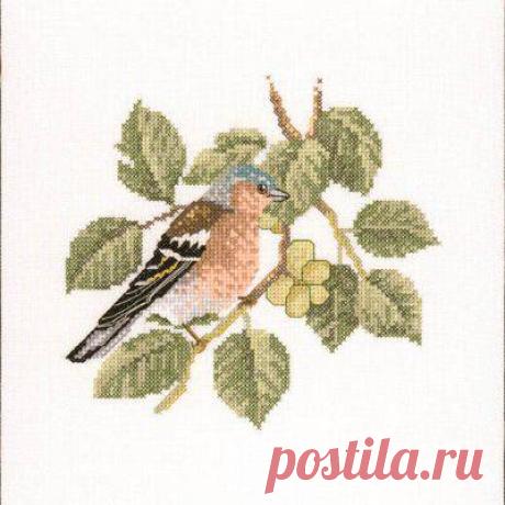 Птички-невелички: Chaffinch.