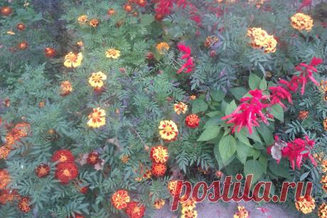 Мой Осенний палисадник . Октябрь 2013