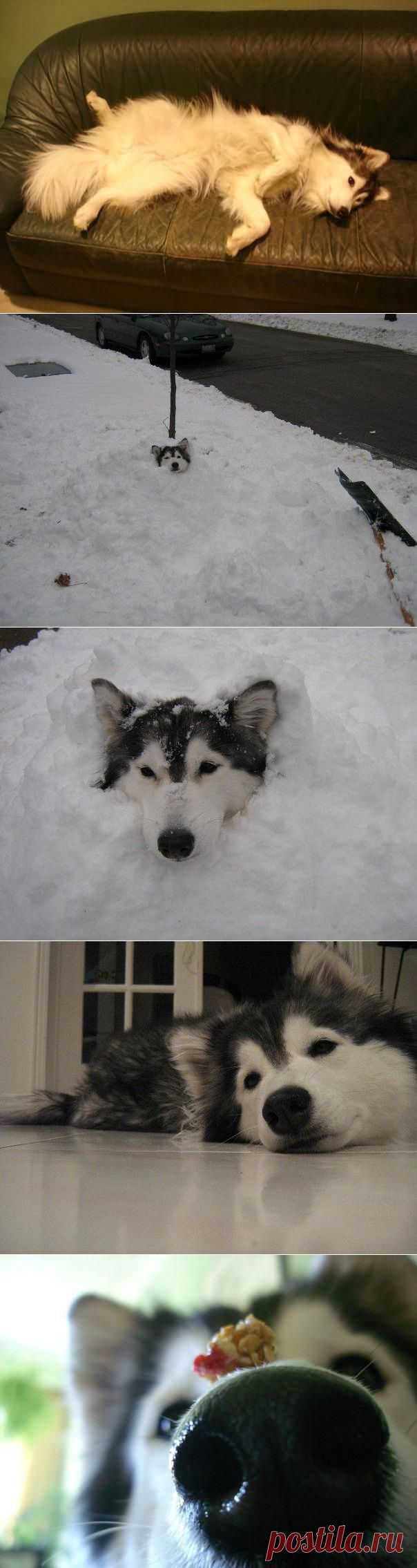 Хаски, воспитанный кошками | ЖИВОЙ УГОЛОК