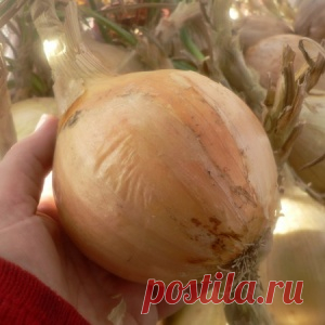 КАК ВЫРАСТИТЬ КРУПНЫЙ ЛУК
