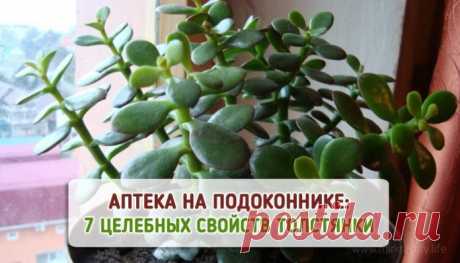 Это растение есть в доме каждого. Узнай о его 7 лечебных свойствах!