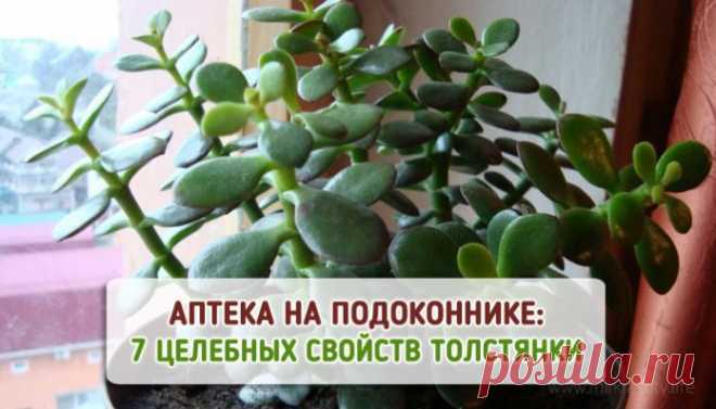 Это растение есть в доме каждого. Узнай о его 7 лечебных свойствах!