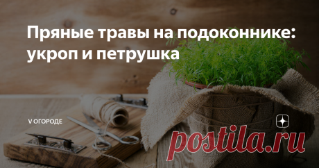 Пряные травы на подоконнике: укроп и петрушка Сегодня я хочу обсудить с вами вот какую тему. Очень хочется устроить себе небольшой кухонный садик из пряных трав.
Комнатных растений у меня в доме хватает, а вот вырастить что-то ароматное и полезное в готовке все никак не доходят руки. Поэтому небольшой предварительный обзор растений, годящихся для этого.
