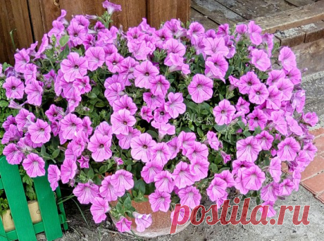 Нежная ПЕТУНИЯ ♥ автор фото #Алла_Чуракова