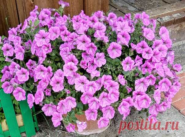 Нежная ПЕТУНИЯ ♥ автор фото #Алла_Чуракова