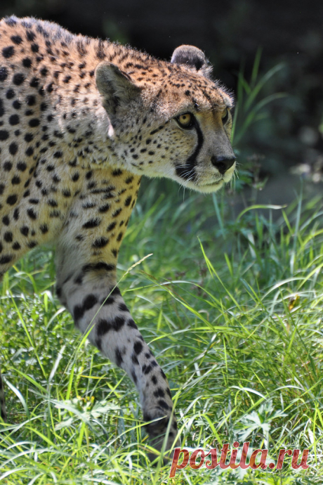 Cheetah Jachtluipaard, Gepard of Cheeta (Acinonyx jubatus) Kölner Zoo, Cologne, Germany Conservation status: Vulnerable