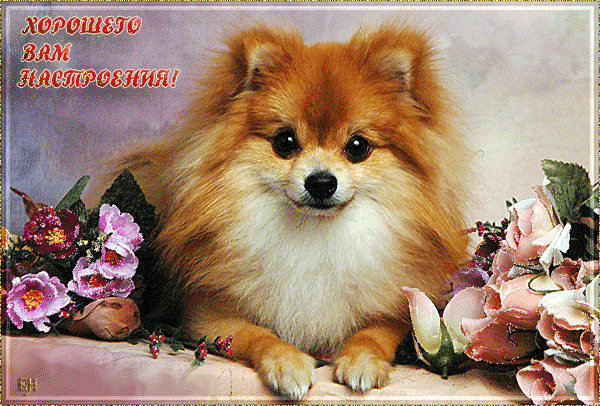 Подарю тебе » Хочу тебе я пожелать
