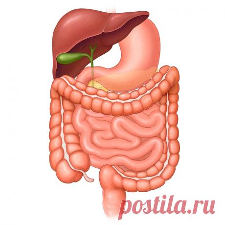 Кашляете и заложен нос? Лечите кишечник!