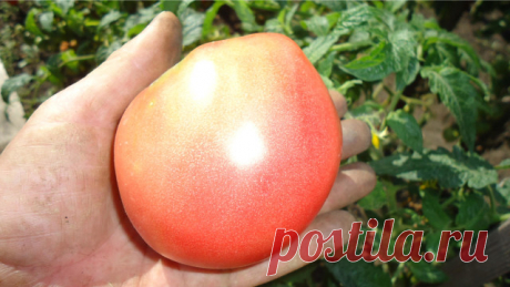 Описание лучших сортов томатов.
Заметки садовода. Сорта “Настенька” и “Алтайский сюрприз”.

 

Эти два сорта я объединила не случайно, у них очень много
похожих качеств. Оба сорта детерминантные, то есть они не вытягиваются даже в
теплице –дорастают до определенной высоты и останавливаются. Оба не нуждаются в
пасынковании. Хотя у них из пазух и появляются отводки, но если у вас нет
времени их удалять, они вам не помешают. Я самые нижние удаляю, а дальше они
растут,  как хо...