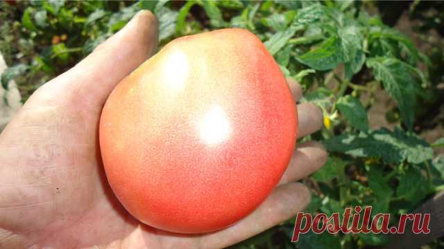 Описание лучших сортов томатов.
Заметки садовода. Сорта “Настенька” и “Алтайский сюрприз”.

 

Эти два сорта я объединила не случайно, у них очень много
похожих качеств. Оба сорта детерминантные, то есть они не вытягиваются даже в
теплице –дорастают до определенной высоты и останавливаются. Оба не нуждаются в
пасынковании. Хотя у них из пазух и появляются отводки, но если у вас нет
времени их удалять, они вам не помешают. Я самые нижние удаляю, а дальше они
растут,  как хо...