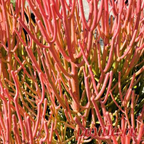 17 Incredible Houseplants You Need Right Now