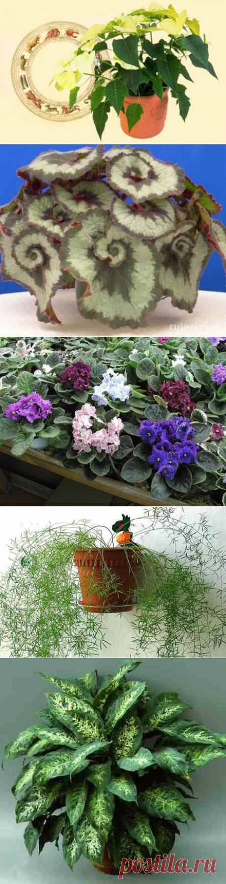 Цветы-талисманы / Домоседы