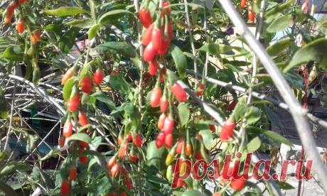 (Lycium barbarum), Тибетский барбарис-Ягоды годжи продлевают жизнь, придают энергию, омолаживают организм, нормализуют давление, снижают риск раковых заболеваний, понижают уровень холестерина, нормализуют содержание сахара в крови, улучшают сексуальную активность, помогают снижать вес, улучшают сон, укрепляют сердце, нормализуют зрение, повышают сопротивляемость болезням.