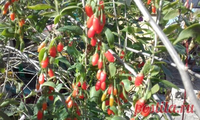 (Lycium barbarum), Тибетский барбарис-Ягоды годжи продлевают жизнь, придают энергию, омолаживают организм, нормализуют давление, снижают риск раковых заболеваний, понижают уровень холестерина, нормализуют содержание сахара в крови, улучшают сексуальную активность, помогают снижать вес, улучшают сон, укрепляют сердце, нормализуют зрение, повышают сопротивляемость болезням.