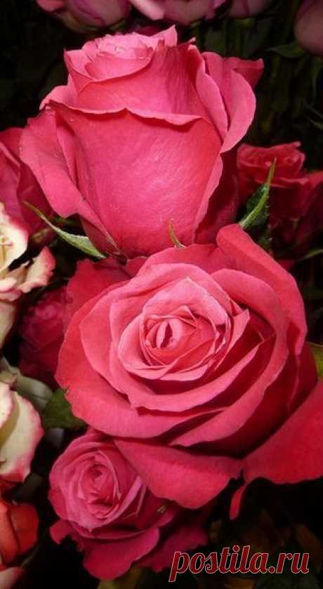 Pink roses  |  Pinterest: инструмент для поиска и хранения интересных идей