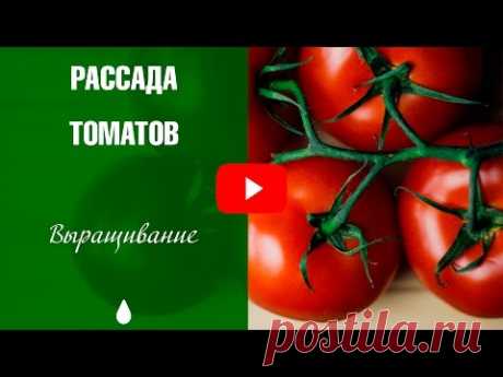 Рассада томатов ➡ Почему скручиваются и желтеют листья