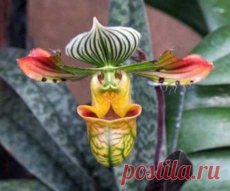 Blooming Beauty - Fotky