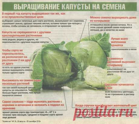 Выращивание капусты на семена