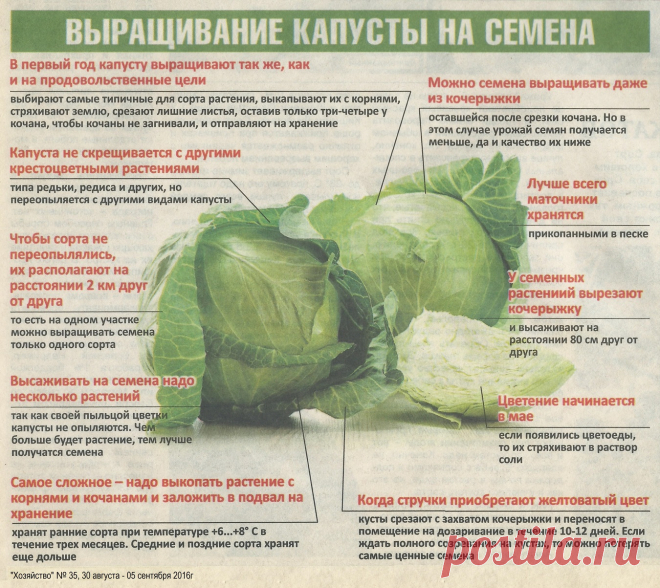 Выращивание капусты на семена