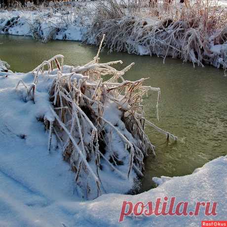 Фото: Nature Life. Фотограф Марина Петренко. Природа - Фото и фотограф на Расфокусе.