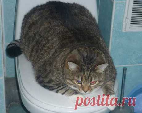 Котизм