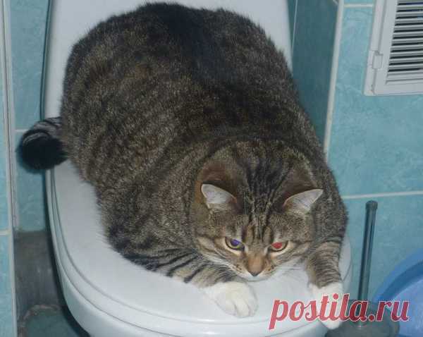 Котизм