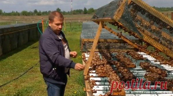 Улиточная ферма в Коломне
