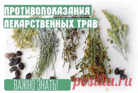 ВАЖНО ЗНАТЬ! Противопоказания лекарственных трав.