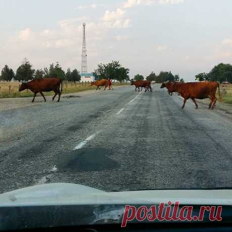 Главная трасса через весь Крым 🐂🐃🐂 #Крым #Crimea
