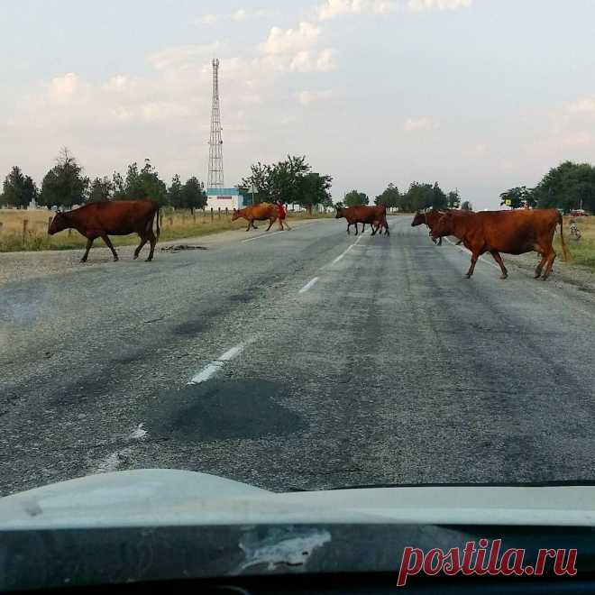 Главная трасса через весь Крым 🐂🐃🐂 #Крым #Crimea
