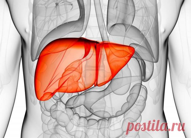 Симптоматика цирроза печени — не прозевайте необратимую патологию Под циррозом понимают хроническое заболевание печени с поражением эпителиальной железистой ткани и замещении ее на соединительную рубцовую, приводящее к полной утрате органом функций.
Симптомы цирроза...