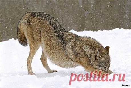 35PHOTO - Borsov Michail - Вдох глубокий, лапы шире...