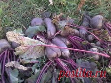 Уборка и хранение свеклы - свекла, урожай, хранение, ящики, подвал