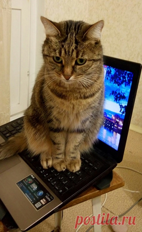 Фотографии которые дают понять, что значит жить с котом