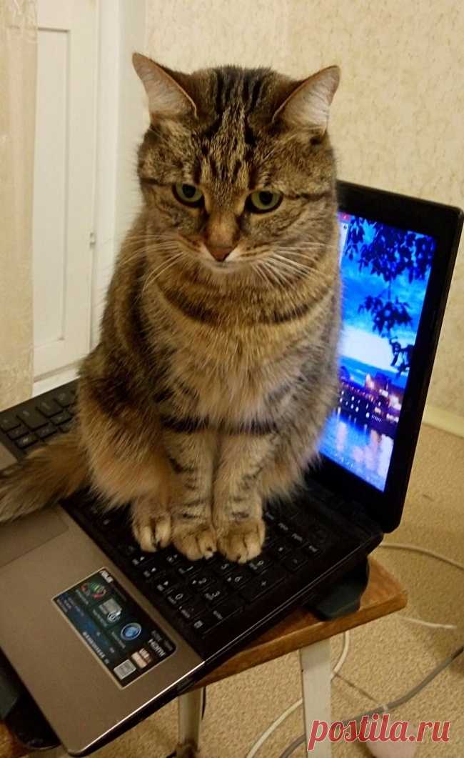 Фотографии которые дают понять, что значит жить с котом