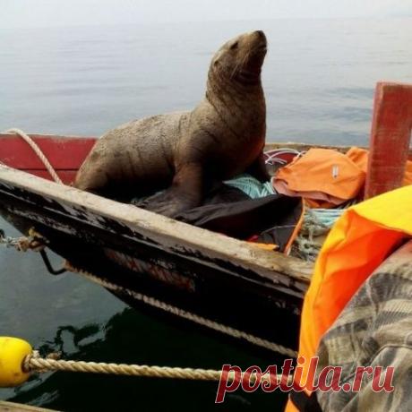 На Сахалине морской котик принудил рыбаков катать его в лодке 8 часов