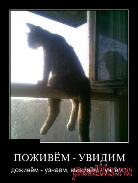 Демотиваторы с котиками
