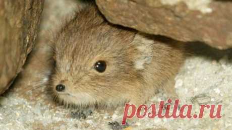 Умилительные зверята - Вдохновение / Surfingbird - мы делаем интернет лучше