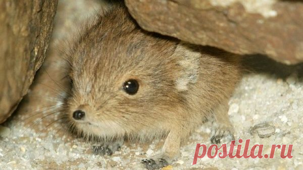 Умилительные зверята - Вдохновение / Surfingbird - мы делаем интернет лучше