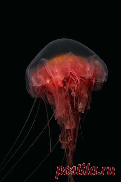 Цианея на привязи! Медузу у Соловецких островов снял Дмитрий Кох – nat-geo.ru/community/user/218077