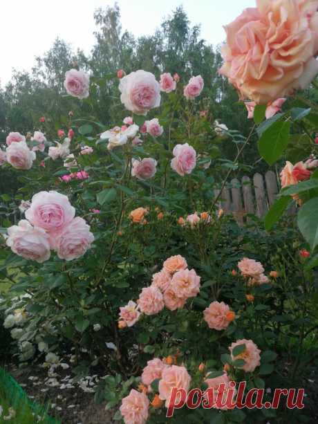 Покупка роз. Стоит ли отдать предпочтение оригинальным саженцам? | Записки розовода-любителя | Яндекс Дзен