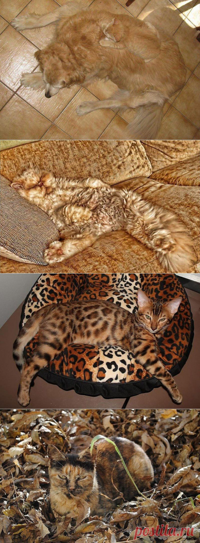 10 животных, которые маскируются, как боги