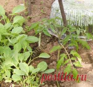 Совместимость овощных культур - какие овощи и ягоды можно сажать вместе