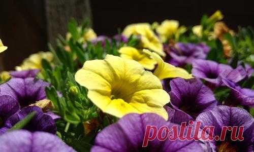 Петунии: классификация сортов и гибридов. Фото