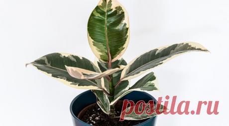 6 комнатных растений, которые приносят удачу | 6 соток