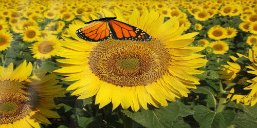 ЦВЕТЫ - Группы Мой Мир