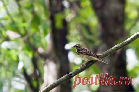 Конек лесной