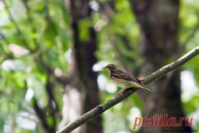 Конек лесной