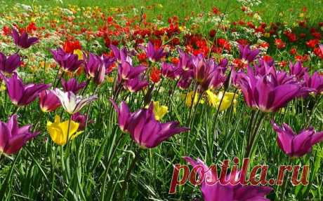 📸 Альбом &quot;Тюльпаны фиолетовые&quot; ♥ 📌 👀